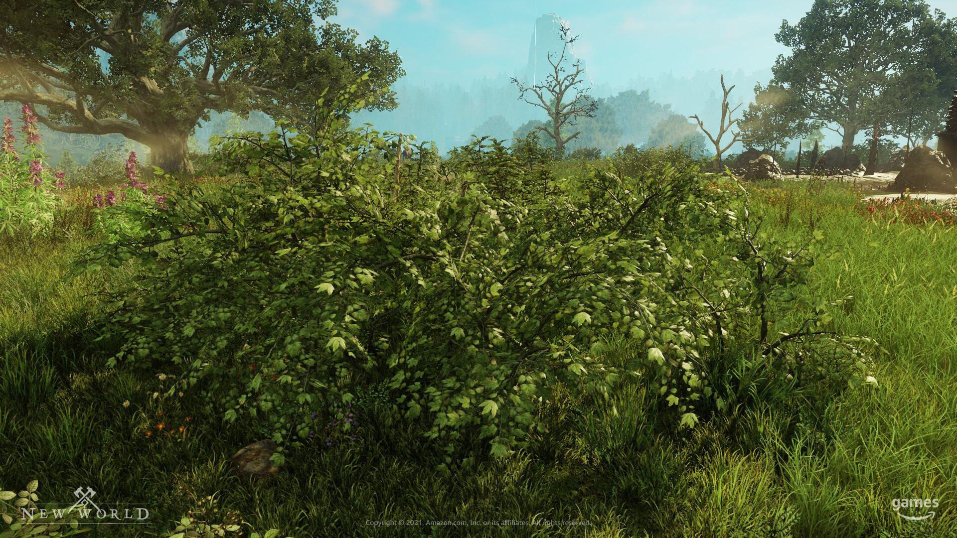 New World Guide