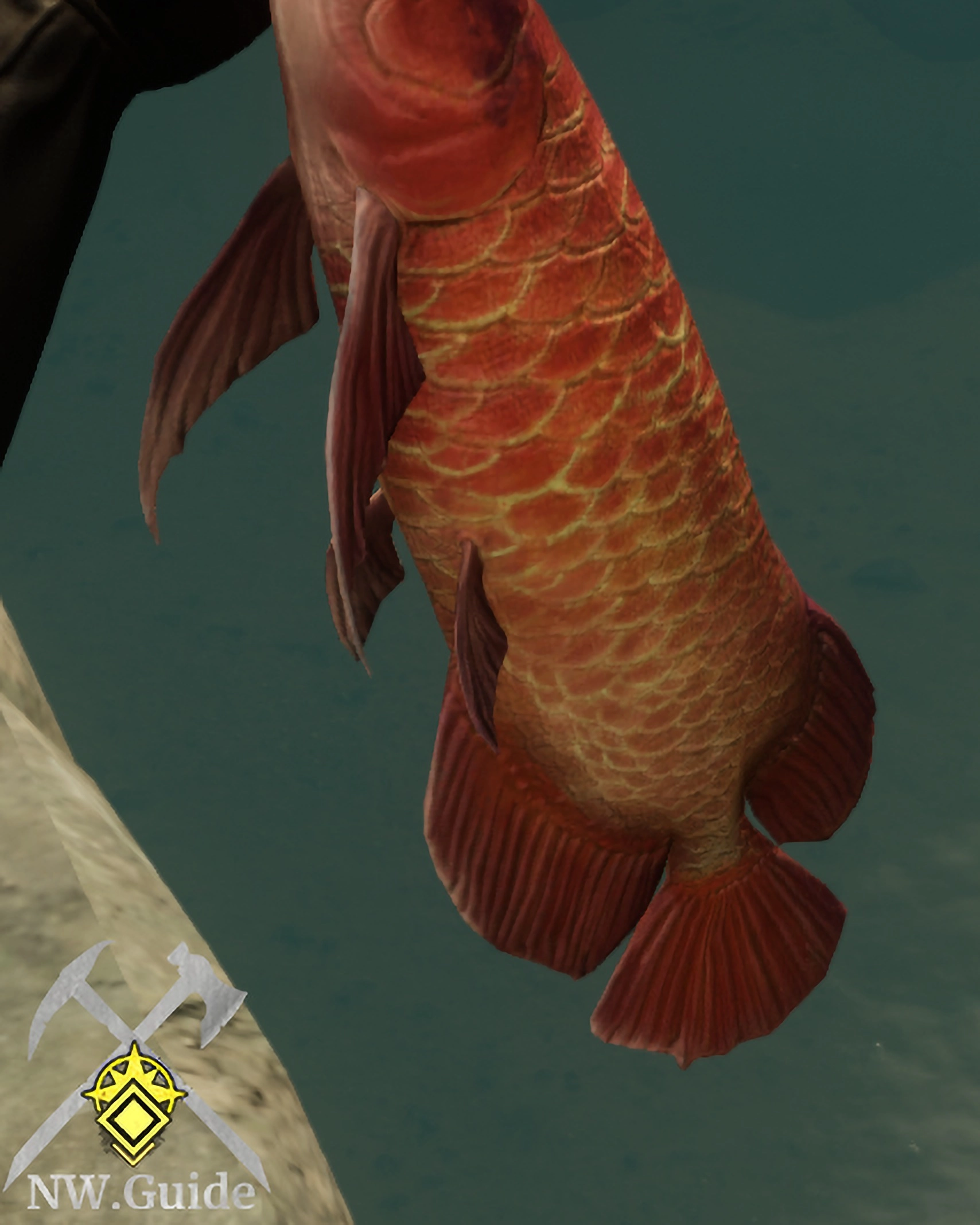 Caught Medium Dragon Fish