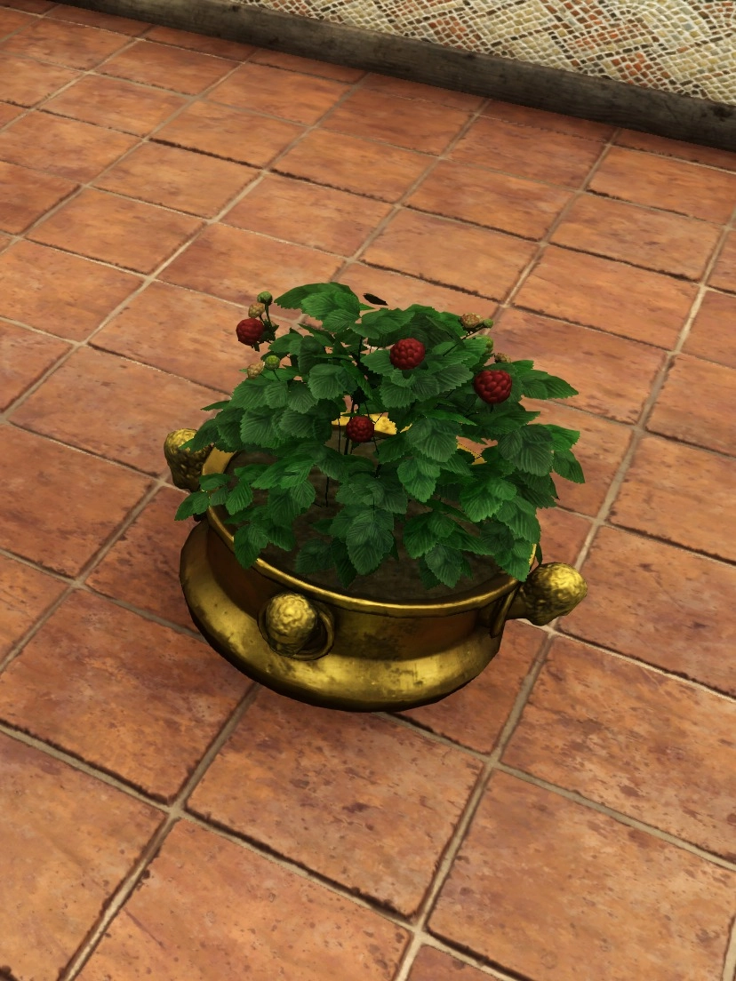 Potted Mulberry Plant