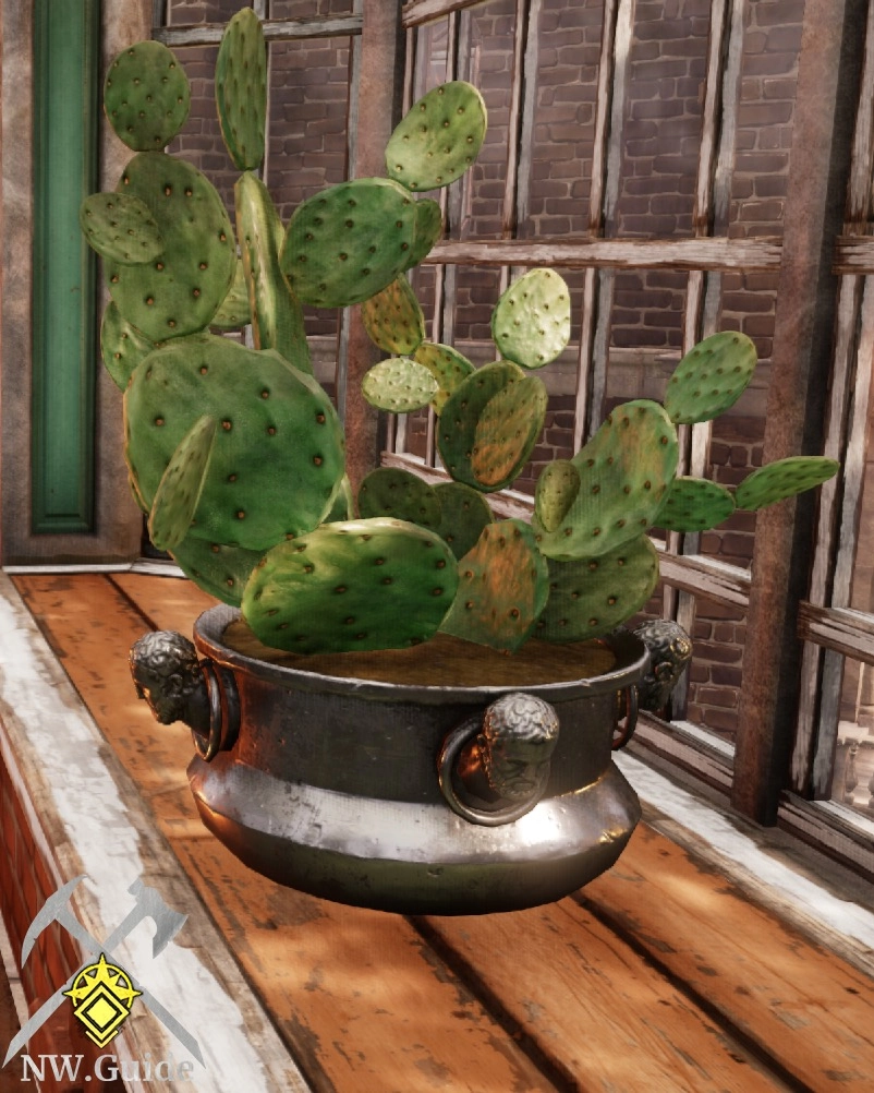 Closeup photo of potted opuntia cactus on windowsill