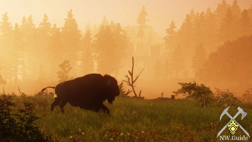 Bison runs through Windswards fields during evening