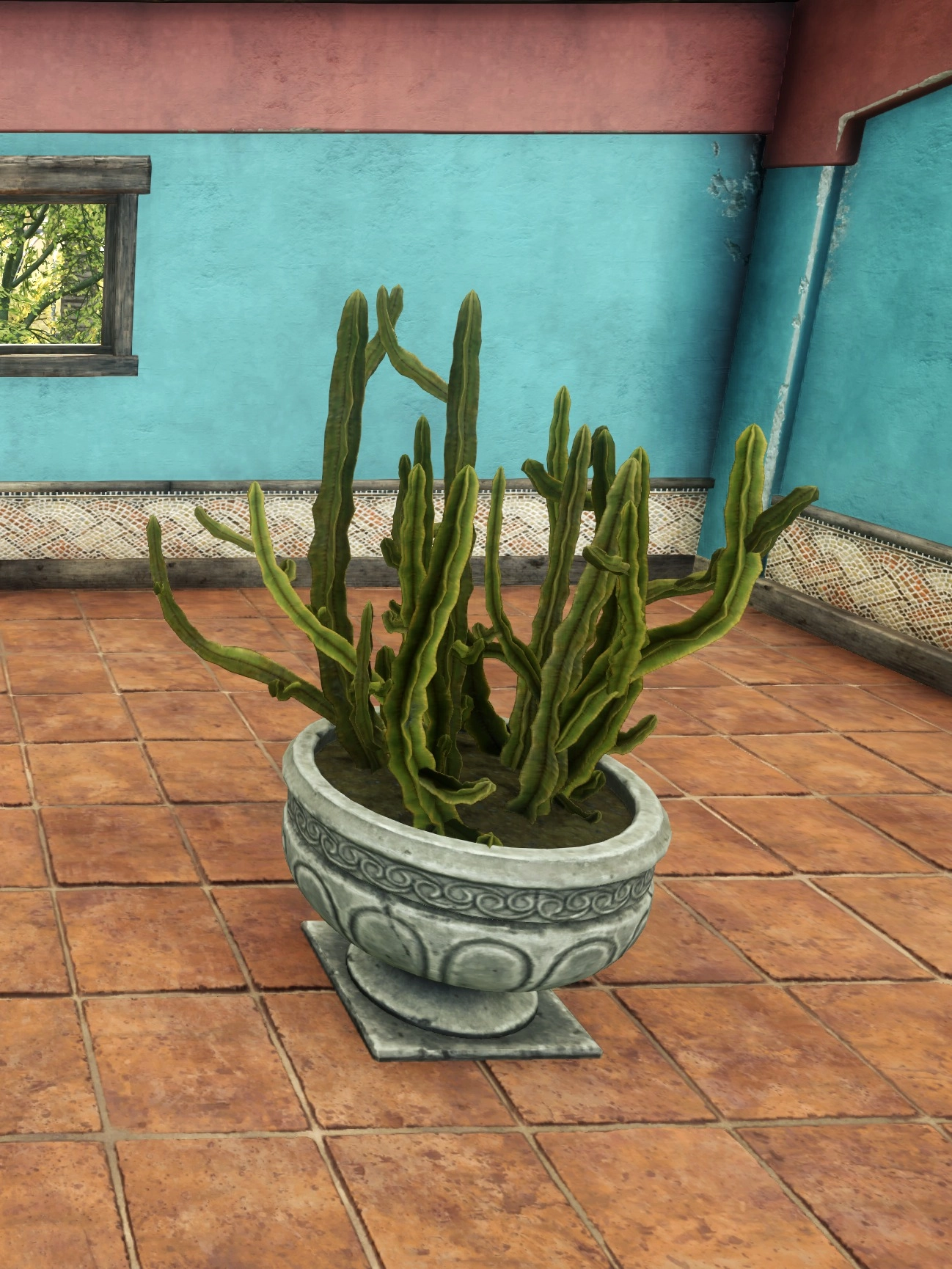 Potted Triangle Cactus