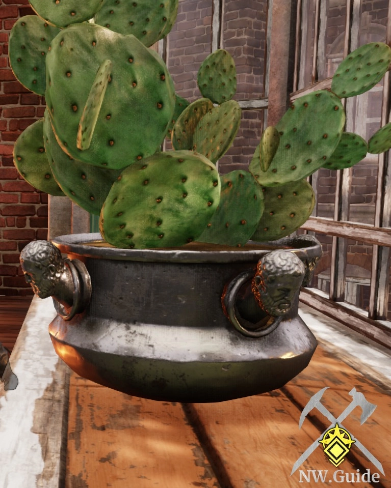 Close photo of heads on pot of potted opuntia cactus