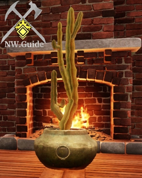 High quality photo of Potted Candelabra Cactus 