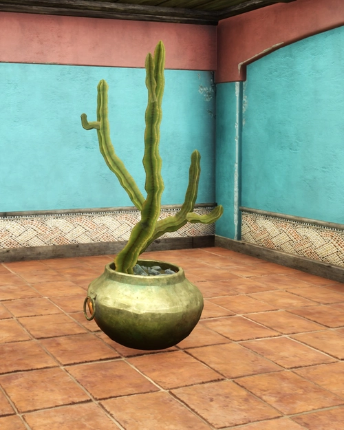 Potted Candelabra Cactus