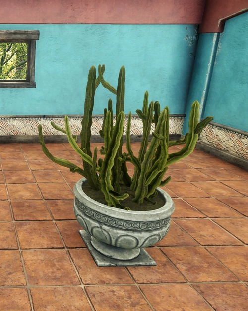 Potted Triangle Cactus