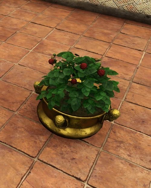 Potted Mulberry Plant