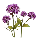 Icono del elemento "Flor de verbena"