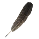Icono del item "Pluma de pavo real"