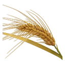 Icon for gatherable "Barley"
