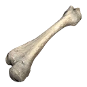 Ikona dla przedmiotu "Pradawna zwierzęca kość"