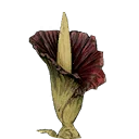 Symbol für Gegenstand "Erddornblume"