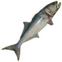 Иконка для "Large Bluefish"
