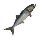 Icon for item "Medium Bluefish"