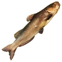 Иконка для "Large Catfish"