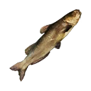 Icon for item "Medium Catfish"
