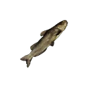 Icon for item "Small Catfish"