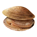Icon for item "Clam"