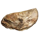 Icon for item "Oyster"