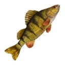 Icona per articolo "Pesce persico grande"