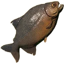 Ícone para item "Piranha Grande"