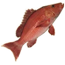 Icon for item "Large Snapper"