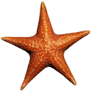 Icône de l'objet "Étoile de mer"