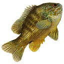 图标用于 "Large Sunfish"
