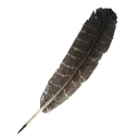 Icon for item "Feather"