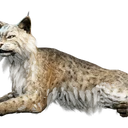 Icône de l'objet "Lynx brun d'intérieur"