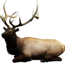 图标用于 "Domiciliary Brown Elk Stag"