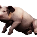 Ikona dla przedmiotu "Udomowiona różowa świnia"