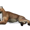 图标用于 "Domiciliary Brown Puma"
