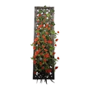 Иконка для "Tall Red Cypress Trellis"