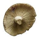 图标用于 "Mushroom Fins"