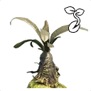 Icono del item "Semilla de raíz del tizón"