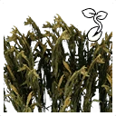 图标用于 "Barley Seed"