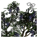 图标用于 "Blueberry Seed"