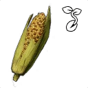 Symbol für Gegenstand "Maiskorn"
