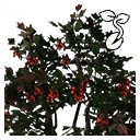 Icon for item "Cranberry Seed"