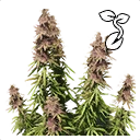 Icon for item "Hemp Seed"