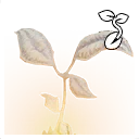 Symbol für Gegenstand "Lebensblüte-Samen"