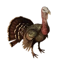 图标用于 "Turkey Chick"