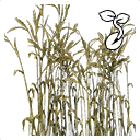 Icône de l'objet "Grain de blé"