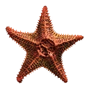 Icône de l'objet "Étoile de mer"