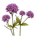 图标用于 "Verbena Flower"