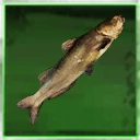 Icon for item "Medium Catfish"