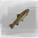 Icon for item "Small Trout"