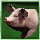 Icon for item "Udomowiona różowa świnia"