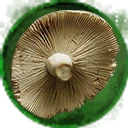Icon for item "Lamelles de champignon"